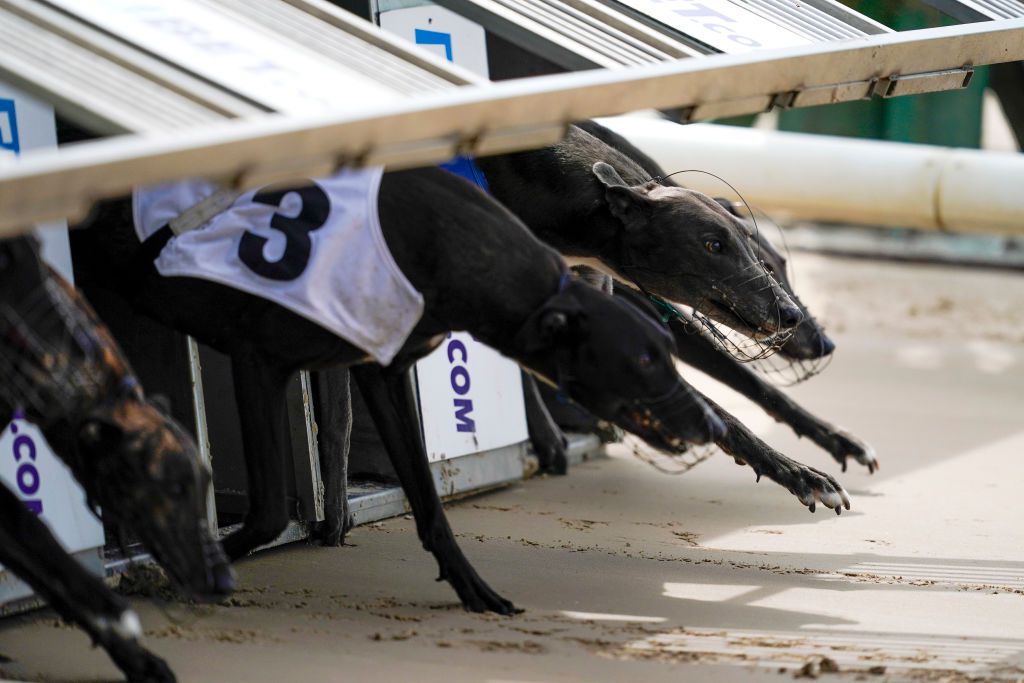 Slick Sakina was too hot for her rivals in the Oaks final at Perry Barr