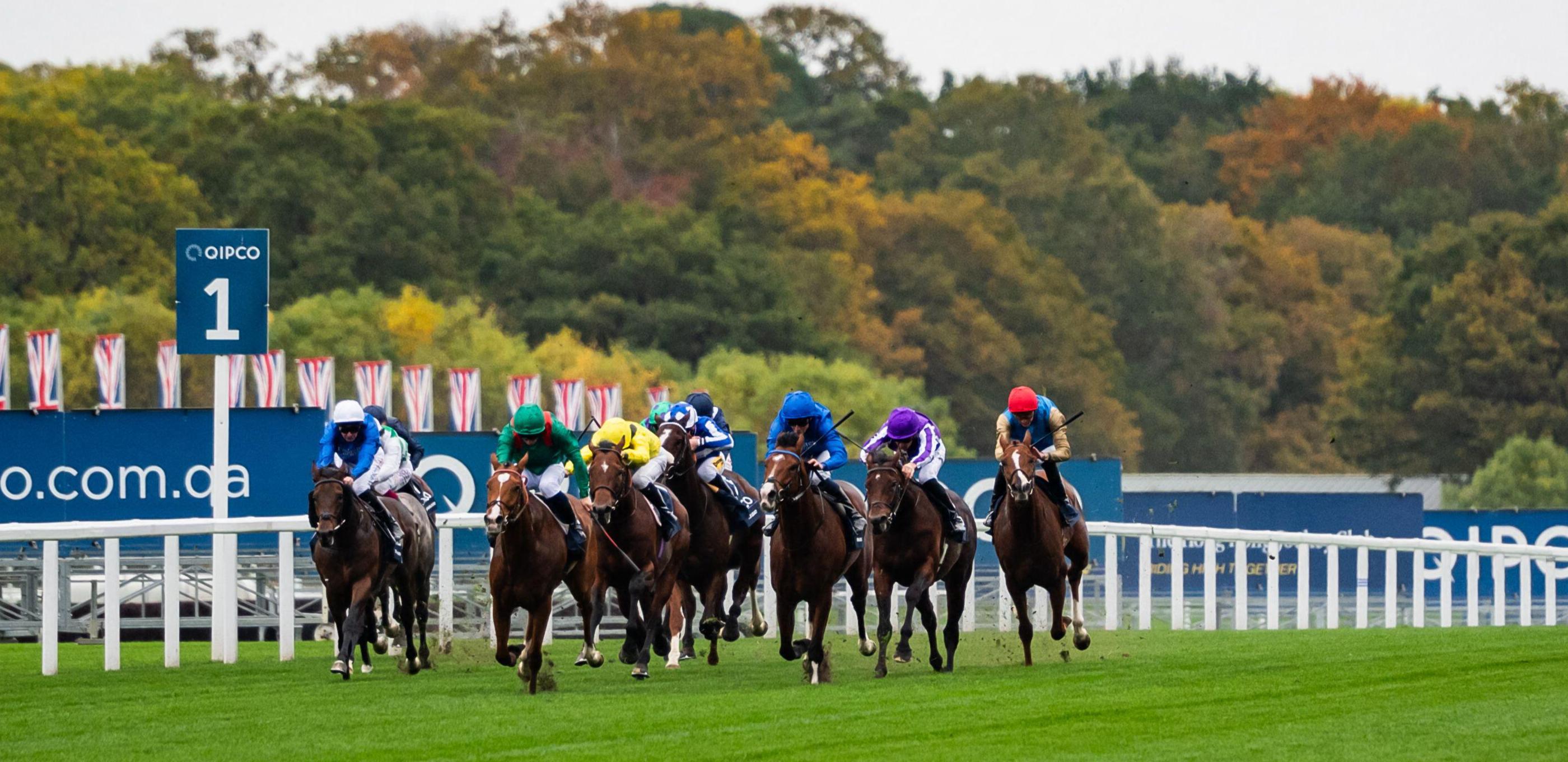 Champion Stakes/Calandagan