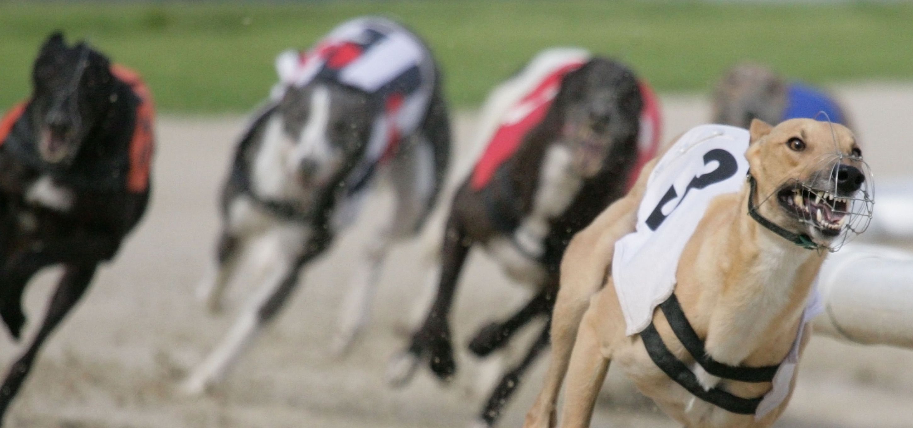 Greyhounds