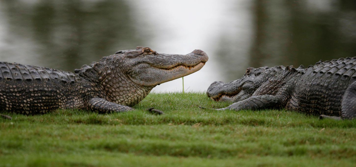 TPC Louisiana