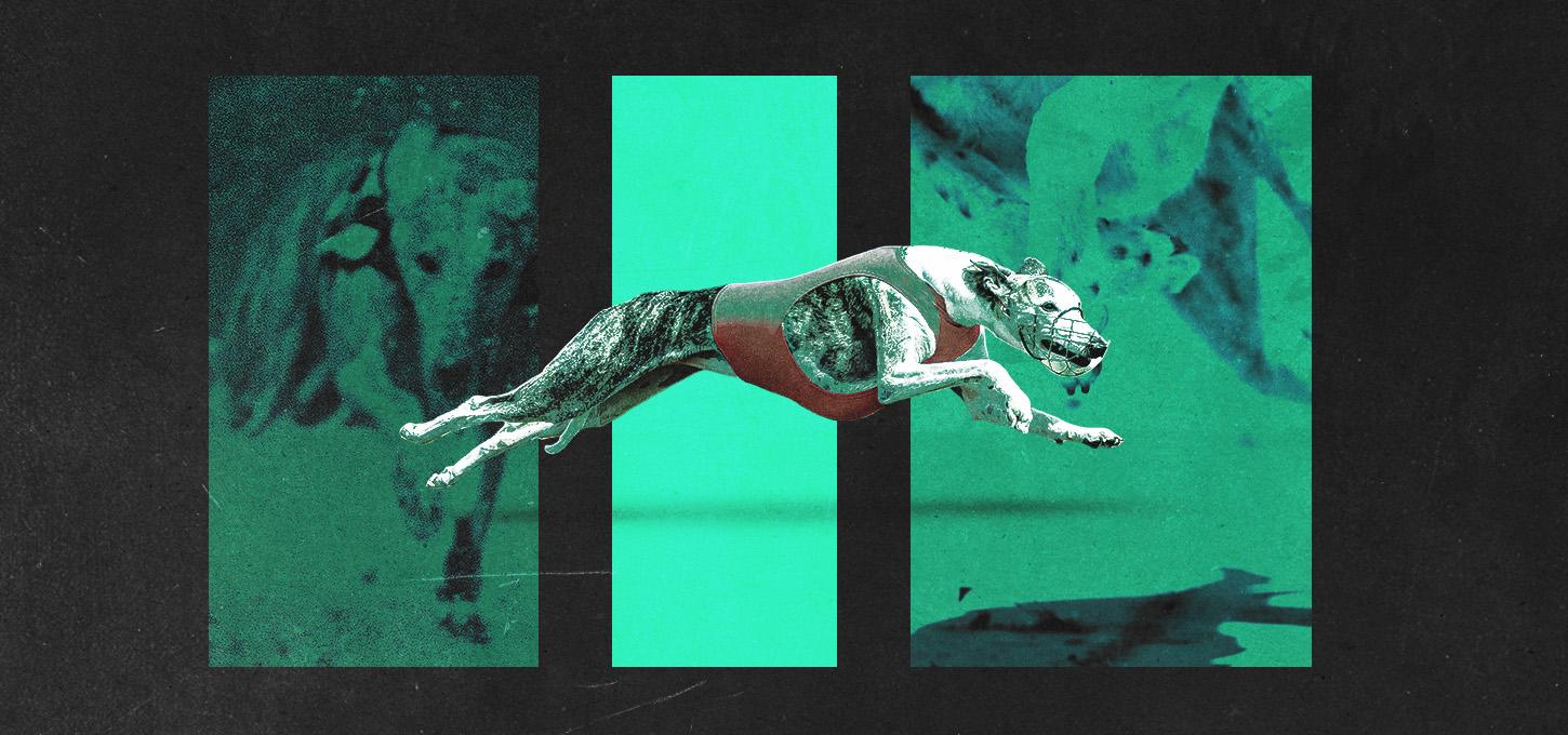 Greyhound Hub Image