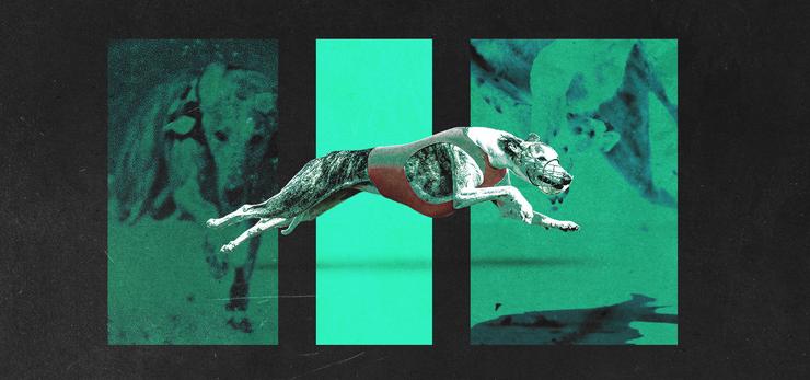 Greyhound Hub Image